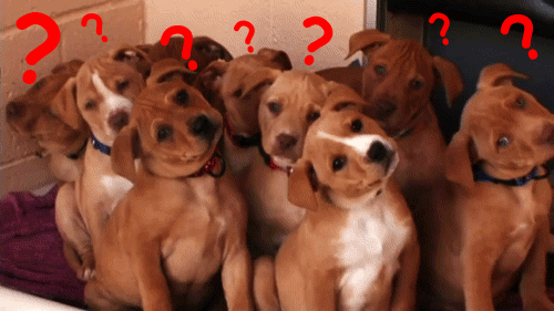 A group of dogs with their heads tilted and with question marks over their heads