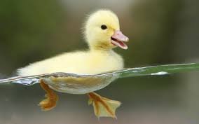 happy duckling swimming