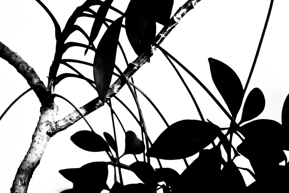 black and white tree branch with leaves