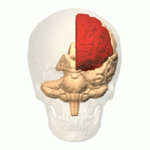 Location of the frontal lobe