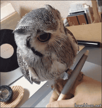Gif of an owl perched on the hand of a person who is writing
