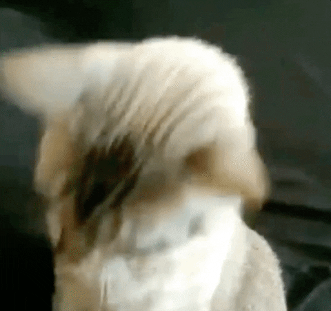 Gif of a cat saying I'm ready while it puts on sunglasses