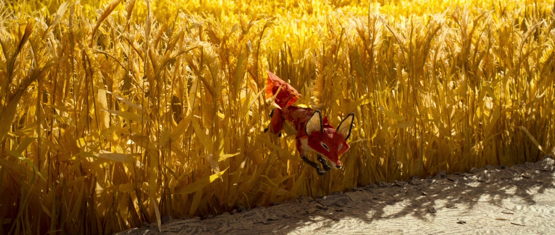 The fox runing out of the wheat field
