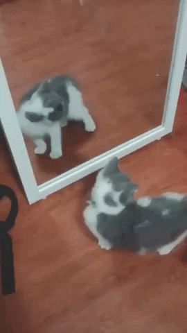 Gif of a kitten fighting itself in the mirror